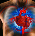 Illustration of a heart in man's chest