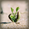 A seedling growing out of a dune